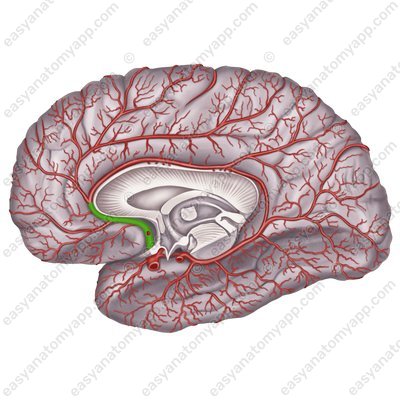 Anterior cerebral artery (arteria cerebri anterior)